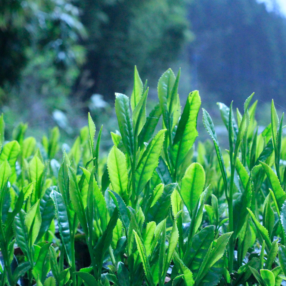 工場直出し　お得な八女茶　180g